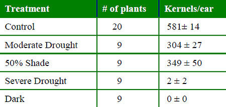 Effect of drought and shade on kernel set.