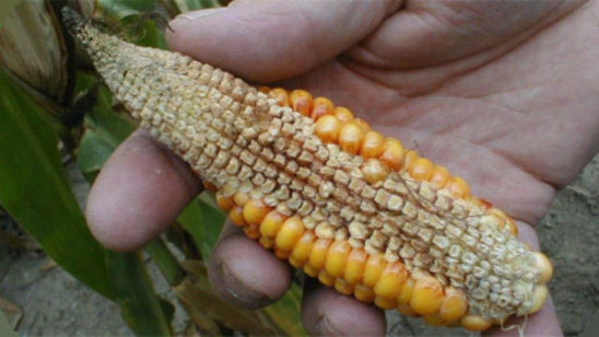 Photo - Drought-Stressed Corn Ear