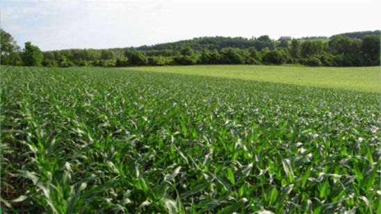 Photo - crop field - early season