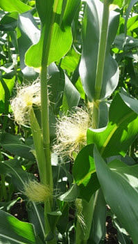 Closeup of midsummer corn plants.