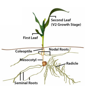 Early corn plant structures.