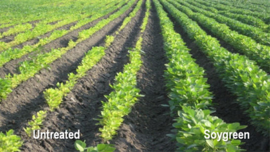  effect_iron_chelate_soy_field