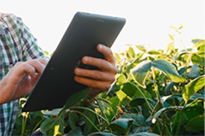 Manual de Identificação de Plantas Daninhas