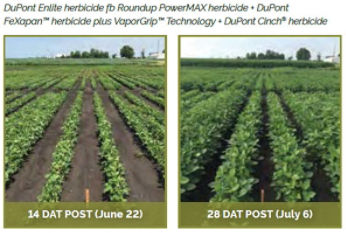Soybean field treasted with DuPont Enlite herbicide fb Roundup PowerMAX herbicide + DuPont FeXapan� herbicide plus VaporGrip� Technology + DuPont Cinch herbicide