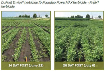 Soybean field treasted with DuPont Envive� herbicide fb Roundup PowerMAX herbicide + Prefix� herbicide