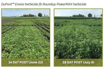Soybean field treasted with DuPont Envive� herbicide fb Roundup PowerMAX herbicide