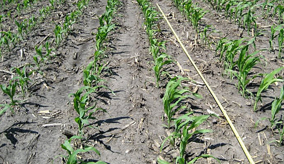 Photo, early corn field, sample a length of row equal to 1/1000th of an acre.