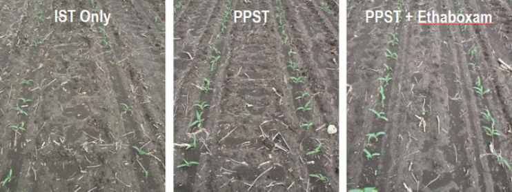 Side by side comparison of insecticide seed treatment (IST) only, standard PPST, and PPST + ethaboxam.