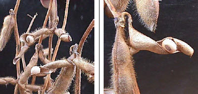 Shattering in soybeans