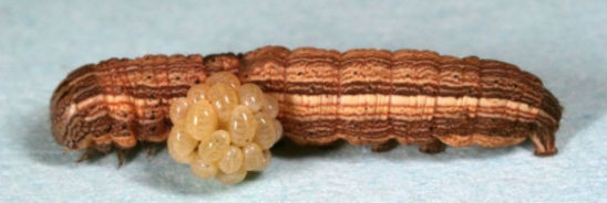 Fall armyworm caterpillar