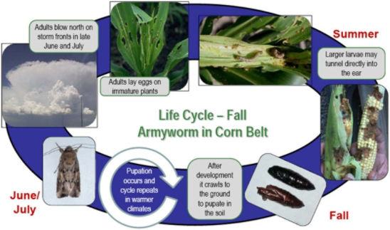 Fall Armyworm Life Cycle