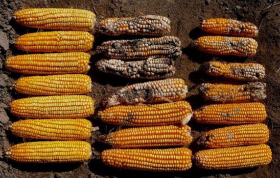 corn comparison