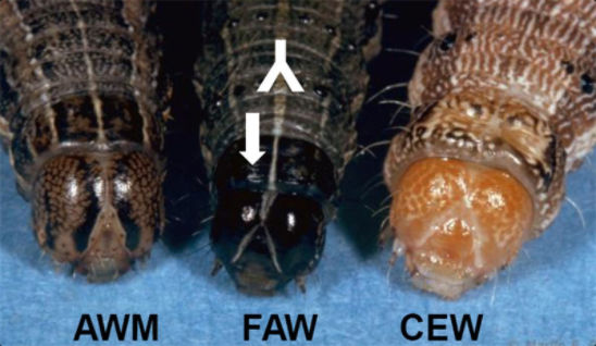 armyworm and earworm