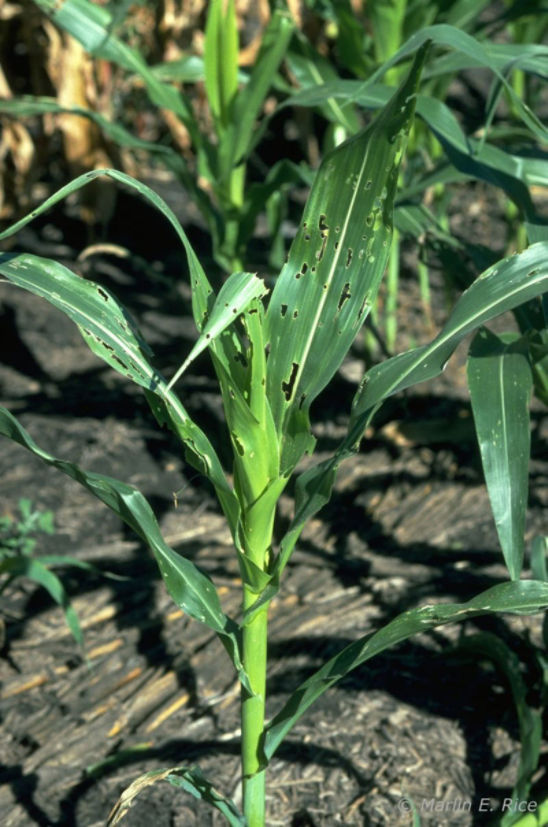 fall armyworm feeding injury on corn leaf
