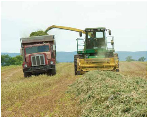 Photo: alfalfa harvest
