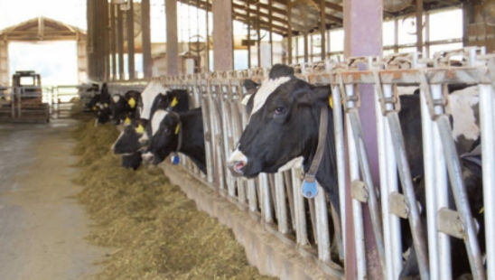 livestock feeding image