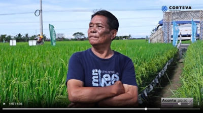 farmer touching the rice field