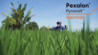 farmer spraying the rice field with herbicide