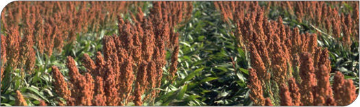 Sorghum fertility management