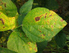 Septoria brown spot