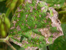 Frog eye leaf spot