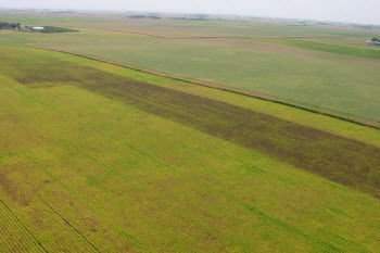 Aerial image of a soybean field in Minnesota sprayed for soybean aphids and a non-sprayed strip at edge.