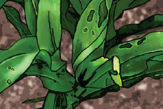 Daño medio- nivel 6 de la Escala Davis