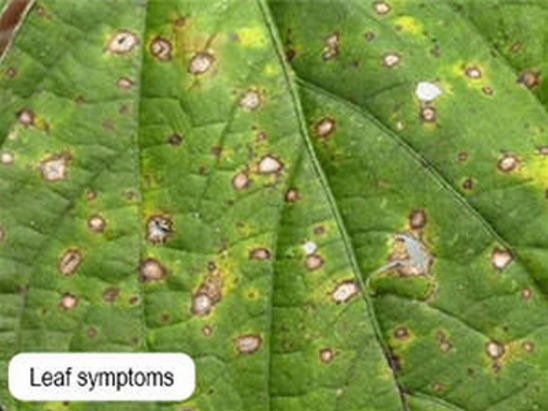 Center of frogeye leaf spots becomes light brown to light gray, and the border remains dark.