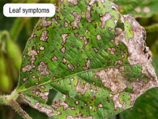 Frogeye Leaf Spot on soybean leaf
