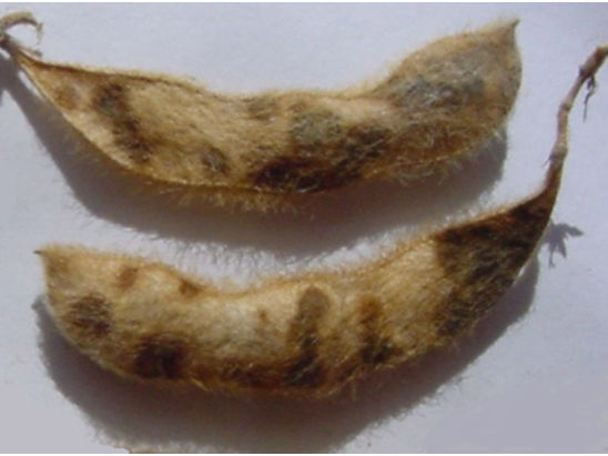 soybean pod with frogeye leaf spot lesions