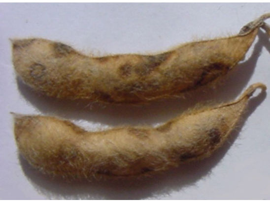 frogeye leaf  spot fungus growing through soybean pod wall 