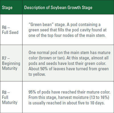 Soybean growth stages R6 to R8.