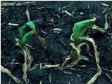 Frost-damaged corn plants 2 weeks after frost. Plants not clipped.