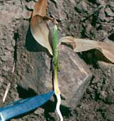 Corn seedling dissected to show growing point.
