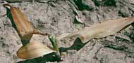 Corn seedling damaged by frost at the V2 stage, two warm days after damage occurred.