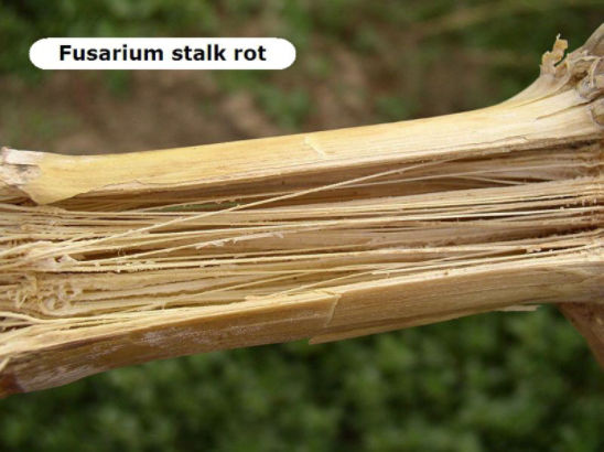 corn stalk infected with fusarium stalk rot