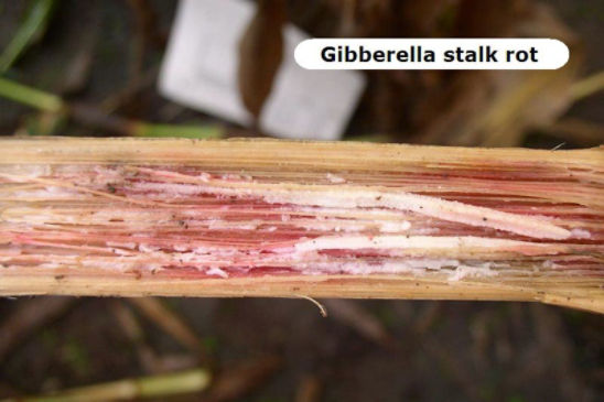Corn stalk infected with gibberella stalk rot has an inner stalk color of white/pink/salmon.