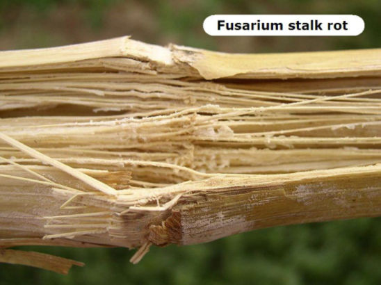 Fusarium stalk rot