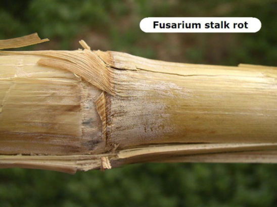 corn stalk rot infected with fusarium stalk rot
