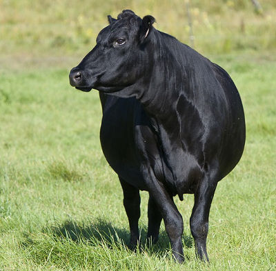 Gado Angus