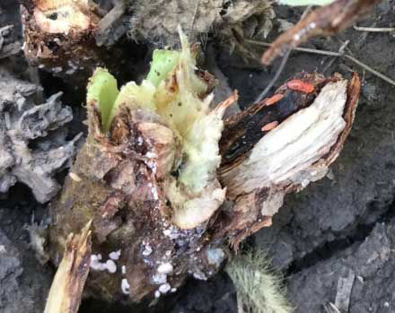 Gall midge larvae feeding in a soybean stem at the soil surface.