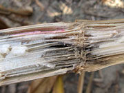 Corn stalk infected with both Gibberella and anthracnose rot.