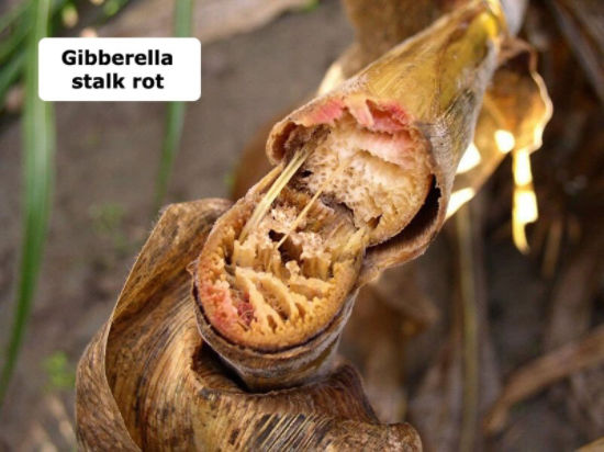 Gibberella stalk rot