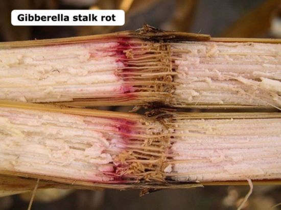 Corn stalks infected with gibberella stalk rot have pink to reddish coloration of pith and vascular strands.