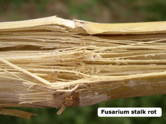 Fusarium stalk rot