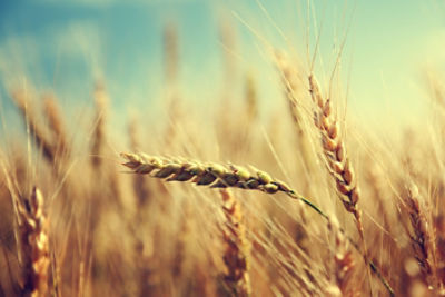 golden_wheat