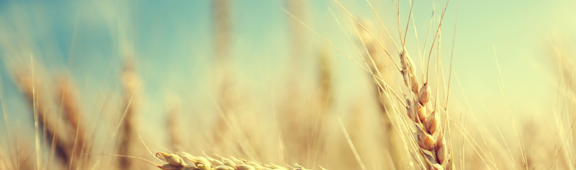 golden_wheat