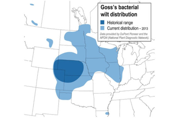 Historical and current range of Goss's wilt in North America