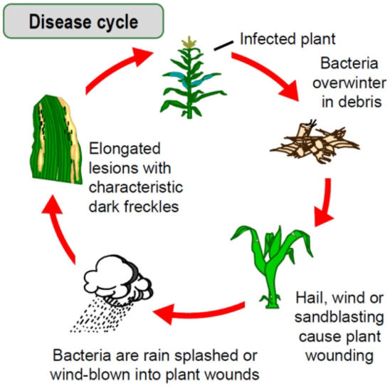 Goss's wilt disease cycle
