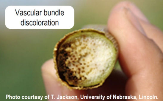 Vascular bundle discoloration from Goss's Wilt